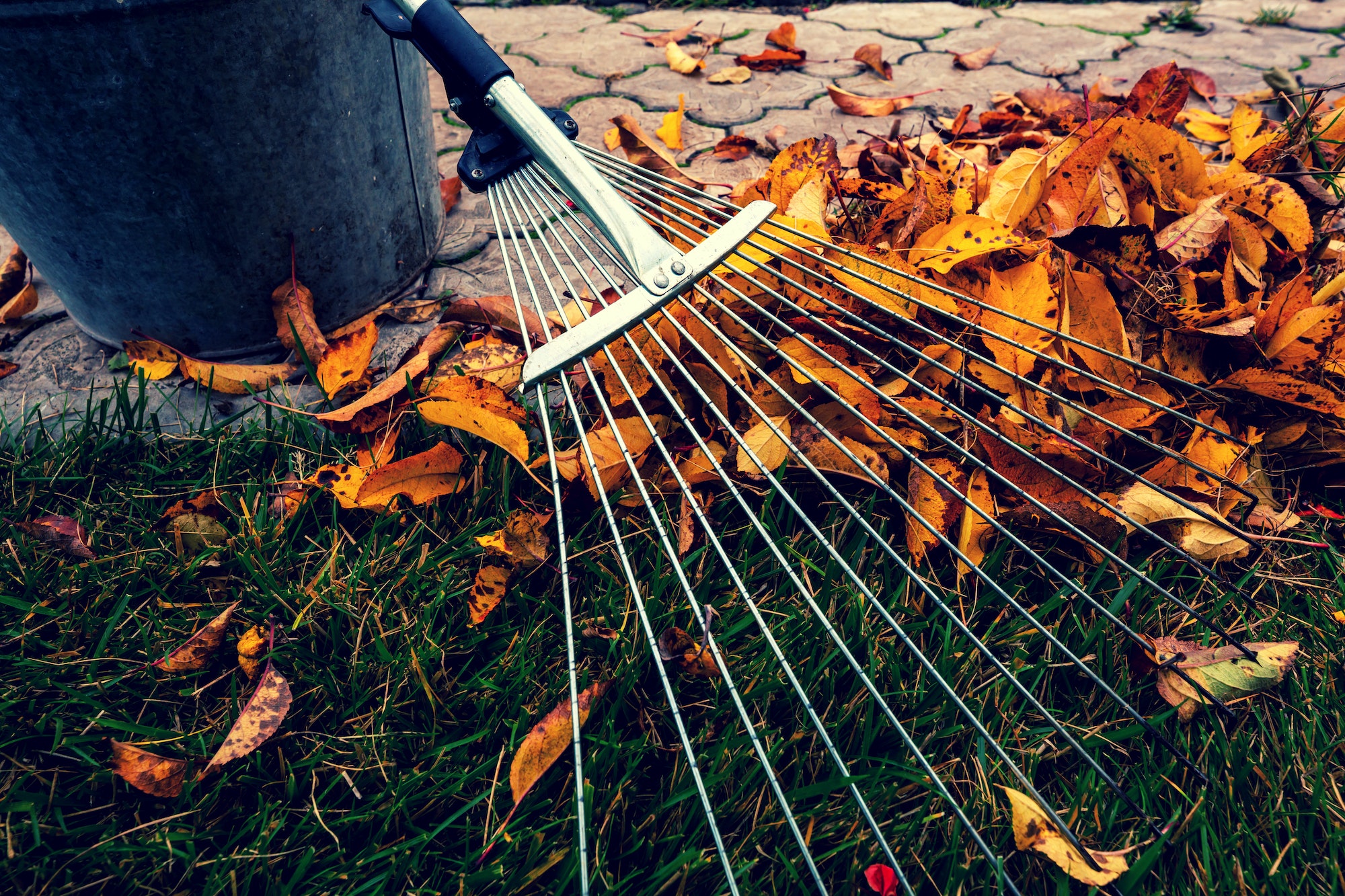 Autumn leaves in garden