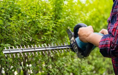 Gardener holding electric hedge trimmer to cut the treetop in garden.